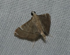 Cangetta hartoghialis