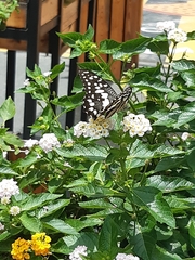 Papilio demoleus