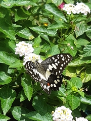 Papilio demoleus
