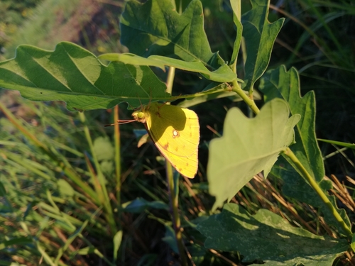 žltáčik (Colias)