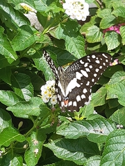 Papilio demoleus