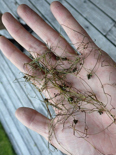 Potamogeton berchtoldii iNat (1)