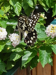 Papilio demoleus