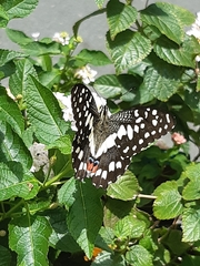 Papilio demoleus