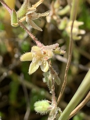 Spergularia canadensis