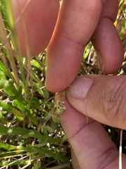 Spergularia canadensis