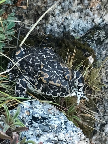 iNaturalist observation photo of Yosemite Toad
