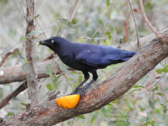 Corvus orru cecilae