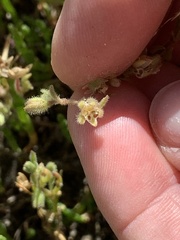 Spergularia canadensis