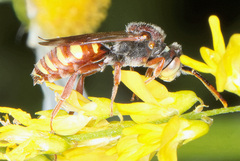 Nomada articulata