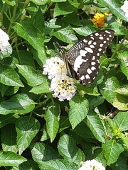 Papilio demoleus