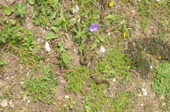 Gloydius himalayanus