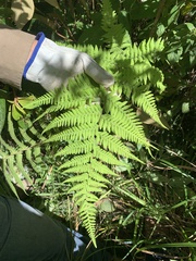 Macrothelypteris