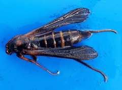 Pterygota