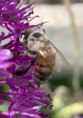 Apis mellifera