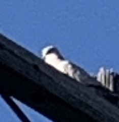 Streptopelia decaocto