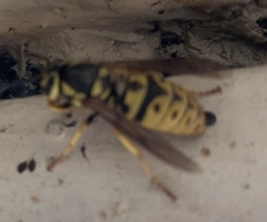 Vespula pensylvanica