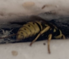 Vespula pensylvanica