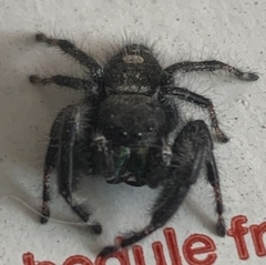 Phidippus audax