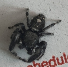 Phidippus audax