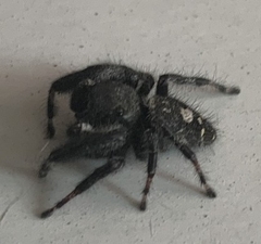 Phidippus audax