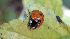 Coccinella septempunctata
