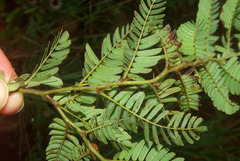 Chamaecrista comosa