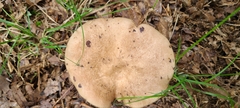 Russula eccentrica