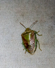 Banasa subcarnea
