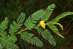 Chamaecrista comosa