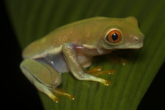 Agalychnis