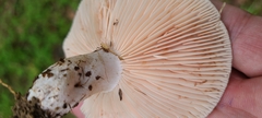 Russula eccentrica