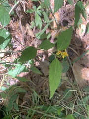 Sclerocarpus divaricatus