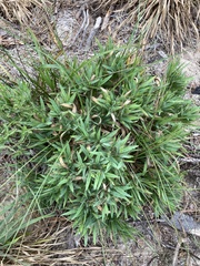 Dichanthelium commonsianum