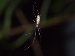 Tetragnatha ceylonica