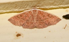 Oruza albocostata