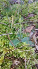 Pterostylis concinna