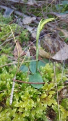 Pterostylis concinna