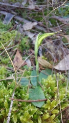Pterostylis concinna