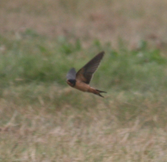 Hirundo rustica erythrogaster