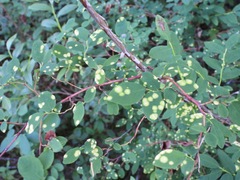 Exobasidium maculosum