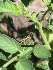 Melanoplus devastator