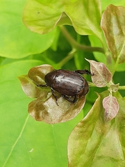 Scarabaeidae