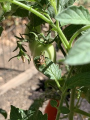 Melanoplus devastator