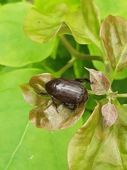 Scarabaeidae