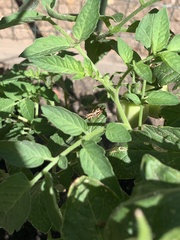 Melanoplus devastator