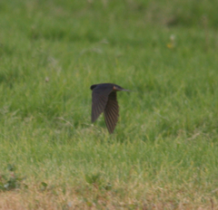 Hirundo rustica erythrogaster
