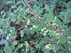 Exobasidium maculosum