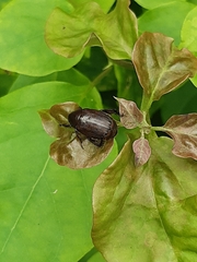 Scarabaeidae