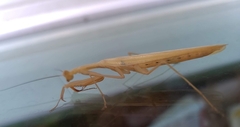 Mantodea
